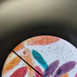 An image of cells under a microscope.