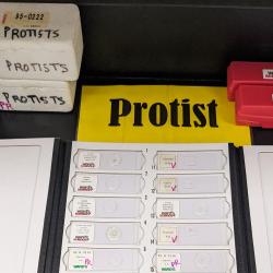 An image of slides with cells categorized as "Protists."