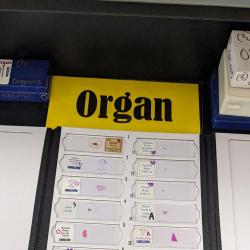 An image of slides with cells categorized as "Organ."